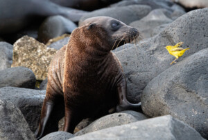 galapagos-focas