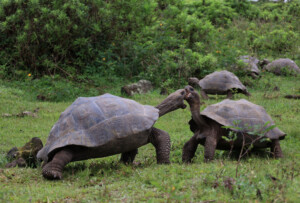 galapagos-tortugas-gigantes-galapagos